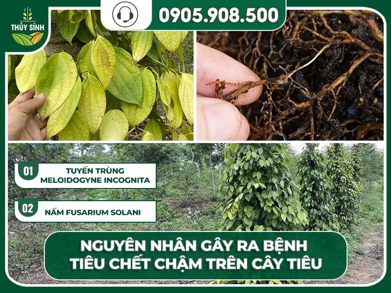 nguyên nhân bệnh chết chậm trên cây tiêu
