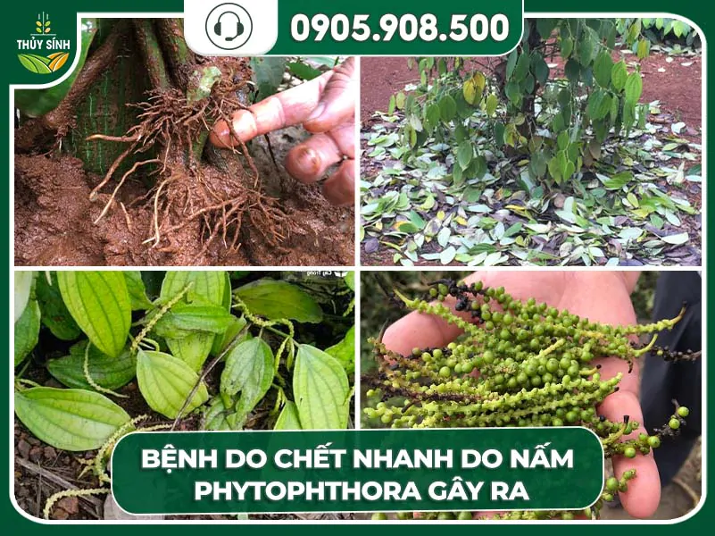 bệnh chết nhanh ở cây tiêu