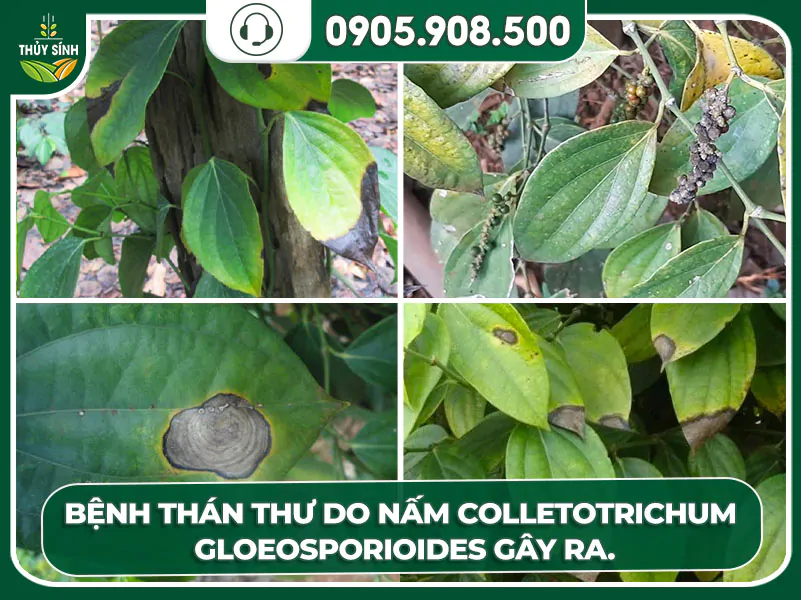 Nguyên nhân bệnh thán thư ở cây tiêu