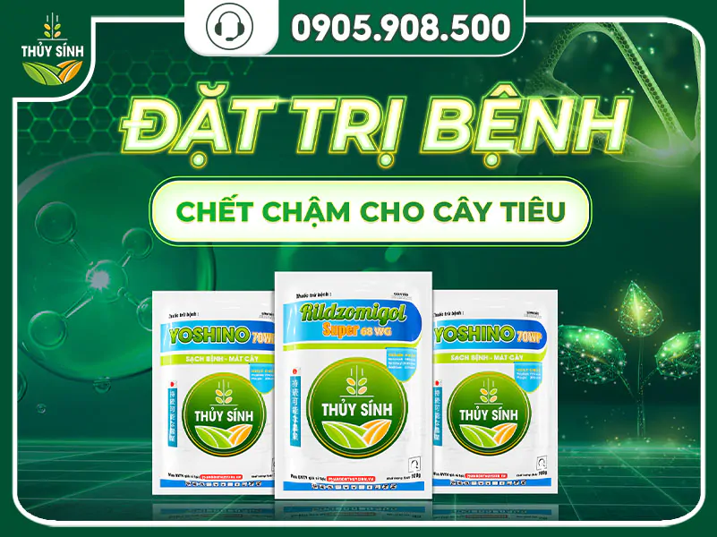 Đặc trị bệnh chết chậm trên cây tiêu